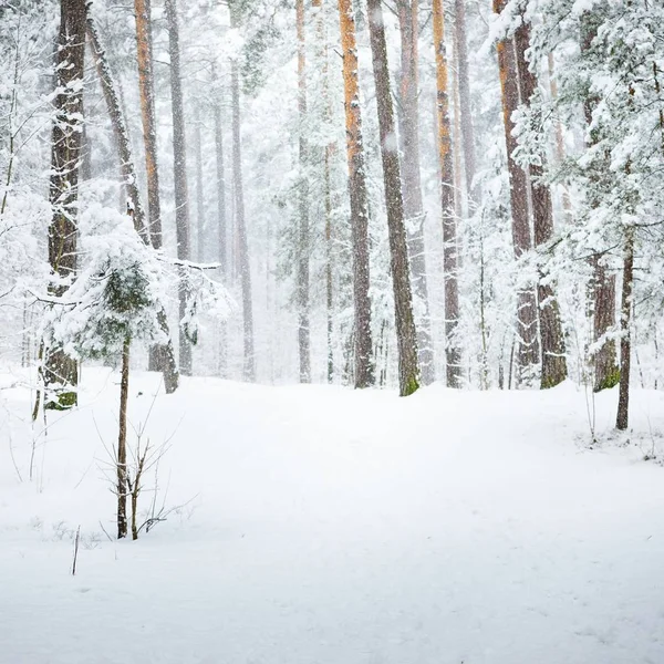 Sentier Dans Une Forêt Hiver Sous Une Épaisse Couche Neige — Photo