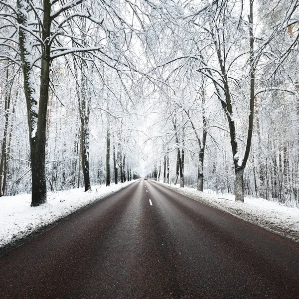 Allée Arbres Enneigés Route Novembre Pays Des Merveilles Hivernales Riga — Photo