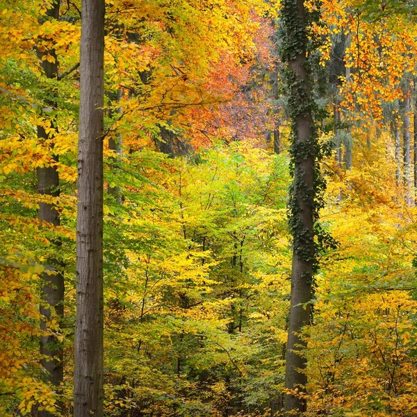 Hermoso Bosque Hayas Otoño Con Follaje Amarillo Naranja Heidelberg Alemania —  Fotos de Stock