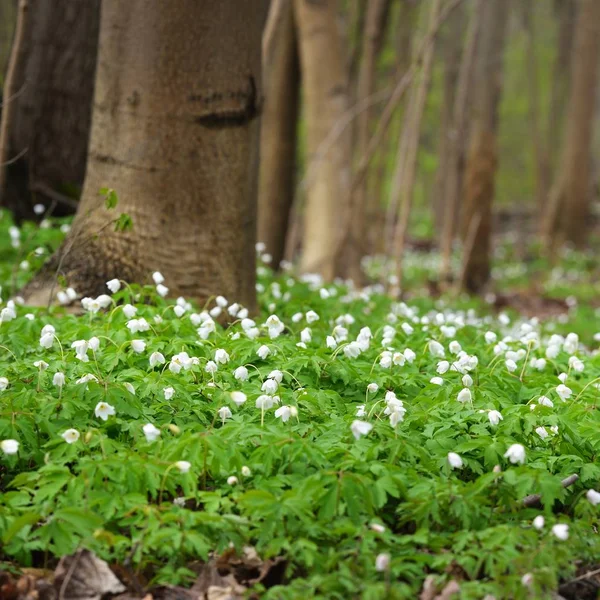 野生的银莲花花在春天森林 拉托维亚 — 图库照片