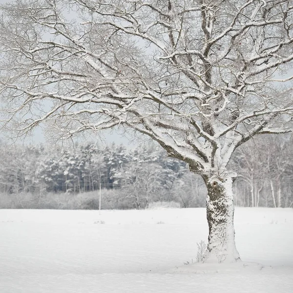 Vue Panoramique Sur Les Arbres Enneigés Hiver — Photo