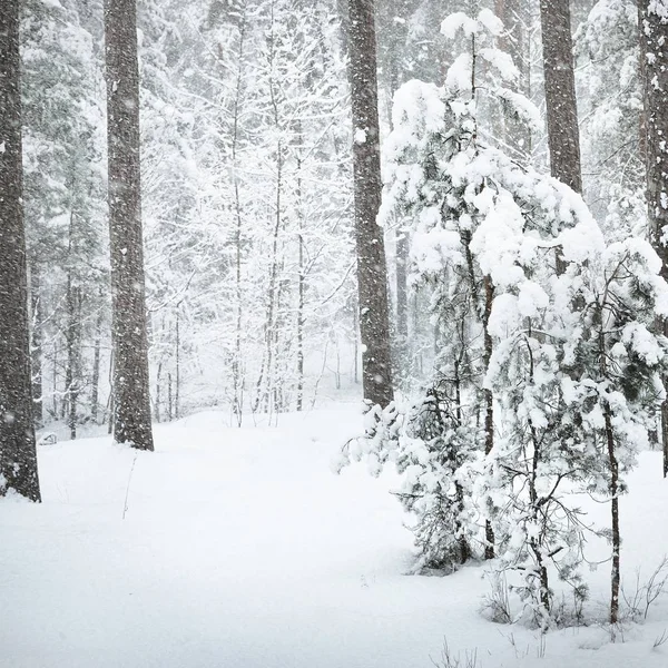 雪下冬季森林中覆盖着一棵小松树的特写 — 图库照片