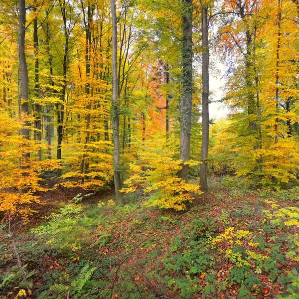 Schöner Buchenwald Herbst Mit Gelb Orangefarbenem Laub Heidelberg — Stockfoto