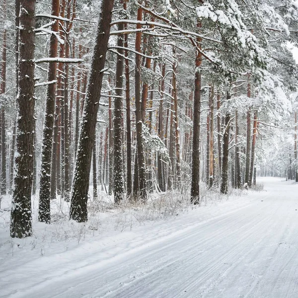 Camino Forestal Invierno Sin Pavimentar Bajo Una Capa Nieve Fresca — Foto de Stock