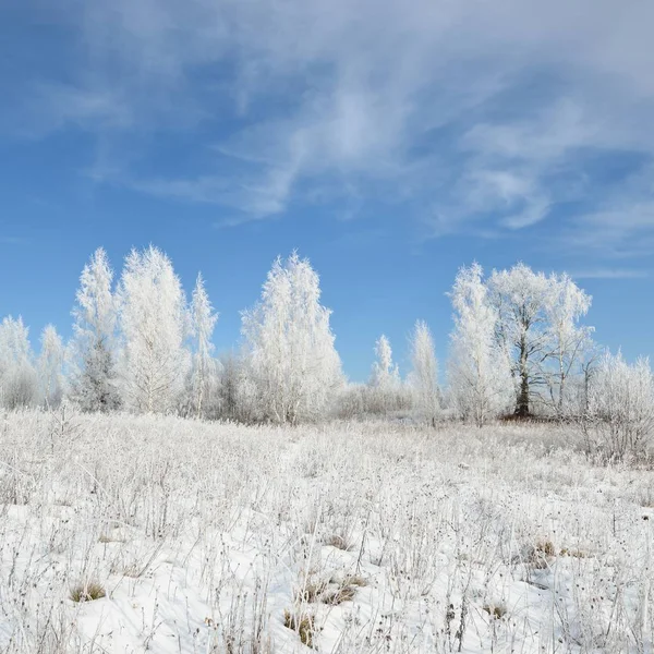 白樺の木の森は雪と霜で覆われています ロシアの田舎の冬景色 — ストック写真