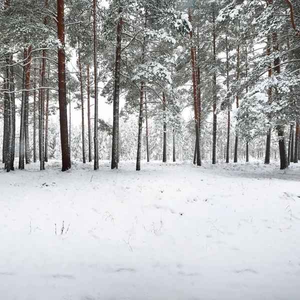 ラトビアの雪の厚い層の下で冬の森のパス — ストック写真