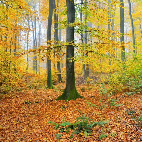 Belle Forêt Hêtres Automne Feuillage Jaune Orange Heidelberg Allemagne — Photo