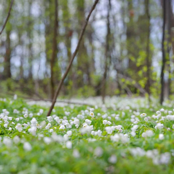 Wilde Anemonenblüten Frühlingswald Lettland — Stockfoto