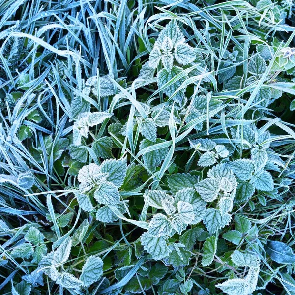 Erba Coperta Rima Del Mattino Autunno — Foto Stock