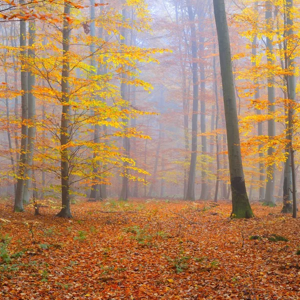 Mysterious morning fog in a beautiful beech tree forest. Autumn trees with yellow and orange foliage. Heidelberg, Germany