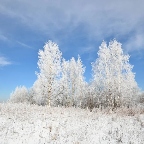 Brzoza Drzewo Las Pokryte Śniegiem Rym Zimowy Widok Rosyjskiej Wsi — Zdjęcie stockowe