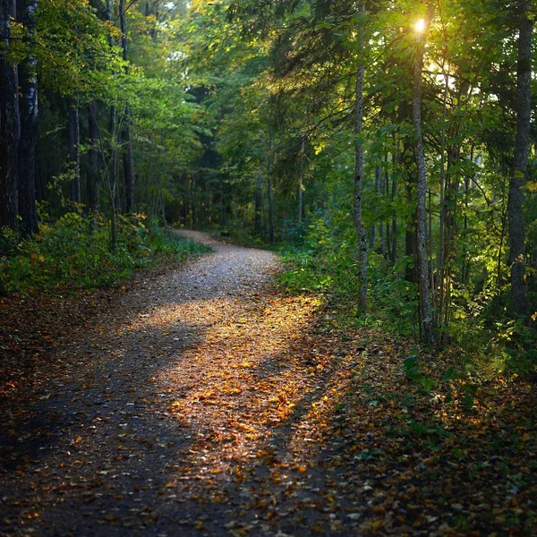 Uma Estrada Asfalto Uma Floresta Outono Depois Chuva Letônia — Fotografia de Stock