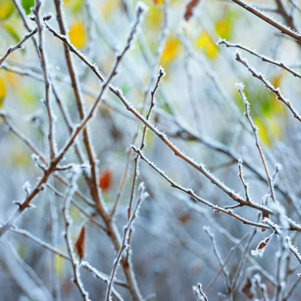 Branches Arbres Couvertes Givre Dans Forêt Hiver — Photo