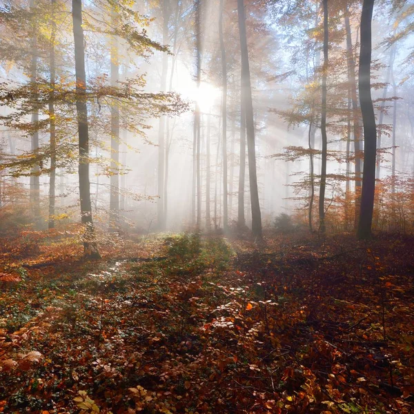 Rejtélyes Reggeli Köd Egy Gyönyörű Bükkfa Erdőben Őszi Fák Sárga — Stock Fotó