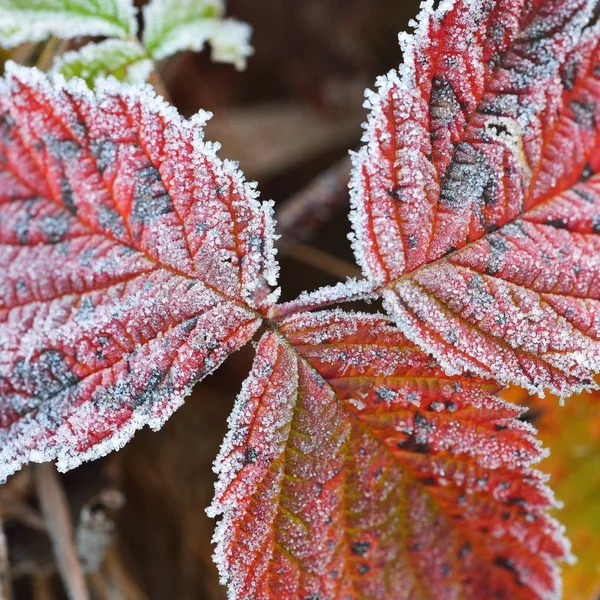 Detailní Pohled Ojíněné Listy Podzimní Ráno — Stock fotografie