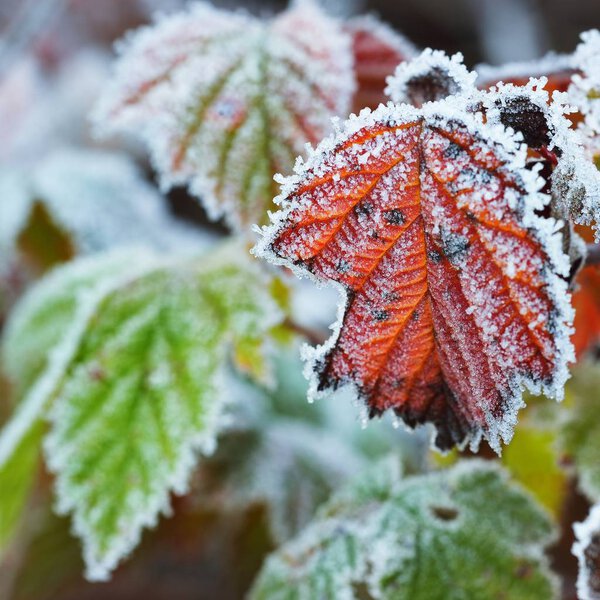 close-up view of frosted leaves at autumn morning