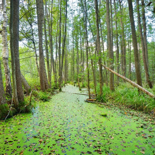 Marécage Forestier Couvert Lentilles Eau Lemna — Photo