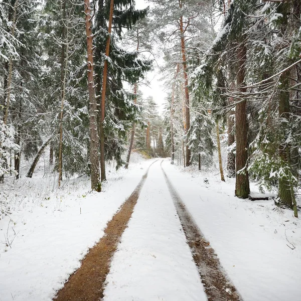 Prima Neve Una Piccola Strada Forestale Novembre Estonia Paesi Baltici — Foto Stock