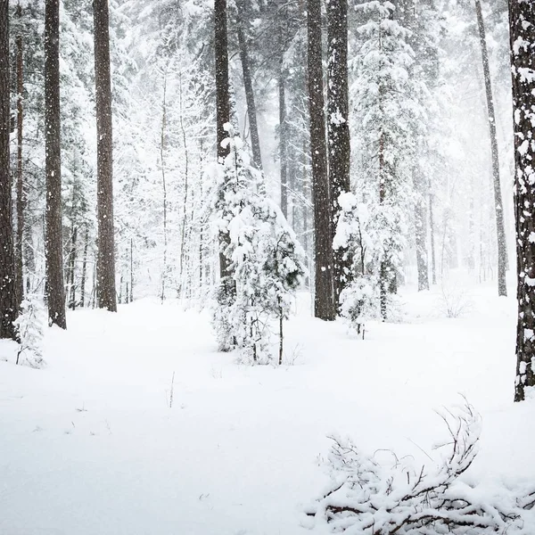 Vista Floresta Inverno Com Neve Caindo Fresca Letônia — Fotografia de Stock