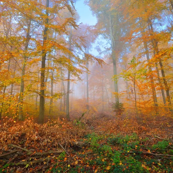 Mysterious morning fog in a beautiful beech tree forest. Autumn trees with yellow and orange foliage. Heidelberg, Germany