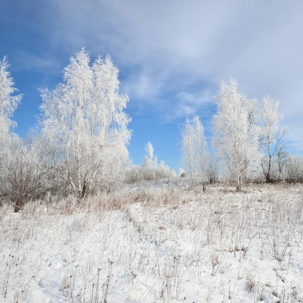 白桦树森林覆盖着雪和霜 冬日里看来的俄罗斯农村 — 图库照片