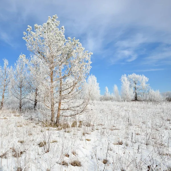 冬季俄罗斯农村的雪和雾凇覆盖的松树 — 图库照片
