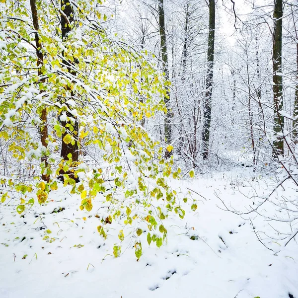 Uma Árvore Com Folhas Verdes Uma Floresta Coberta Neve — Fotografia de Stock