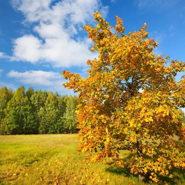Vista Panorámica Del Árbol Con Hojas Amarillas Contra Bosque Verde — Foto de Stock