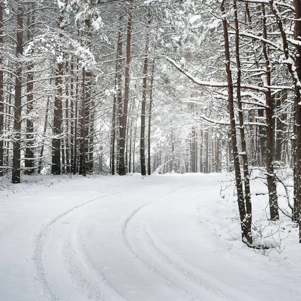 Шлях Зимовому Лісі Під Товстим Шаром Снігу Латвії — стокове фото