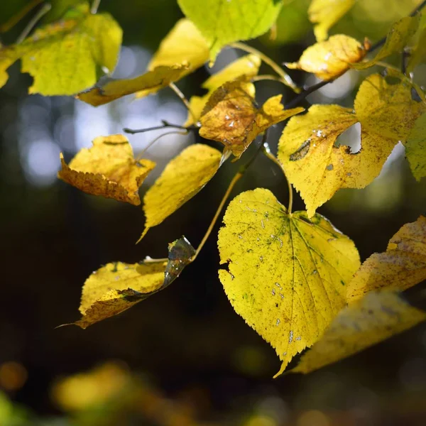 Huş Ağacı Üzerinde Sarı Sonbahar Yaprak Yakın Çekim — Stok fotoğraf
