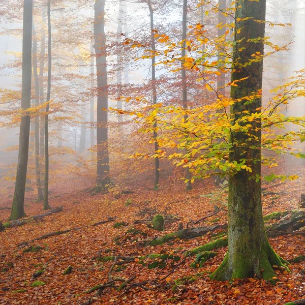 Mysterious Morning Fog Beautiful Beech Tree Forest Autumn Trees Yellow — Stock Photo, Image
