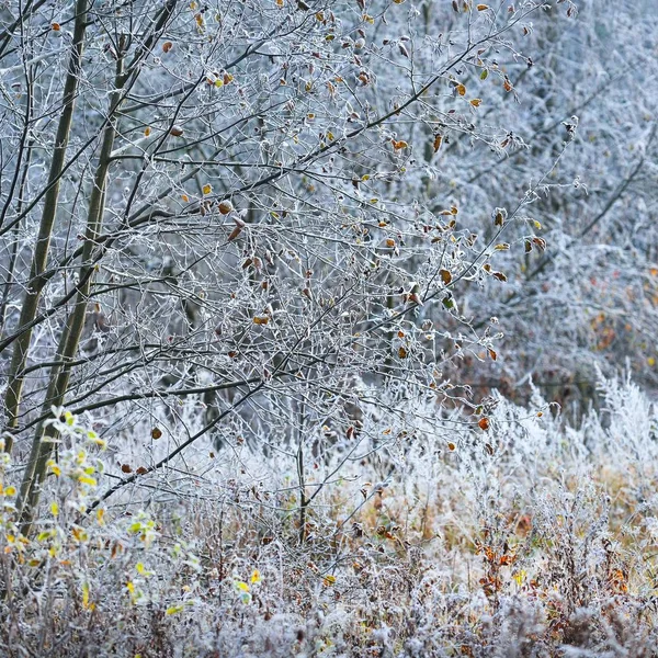 Vacker Utsikt Över Frostat Träd Och Buskar Skogen — Stockfoto