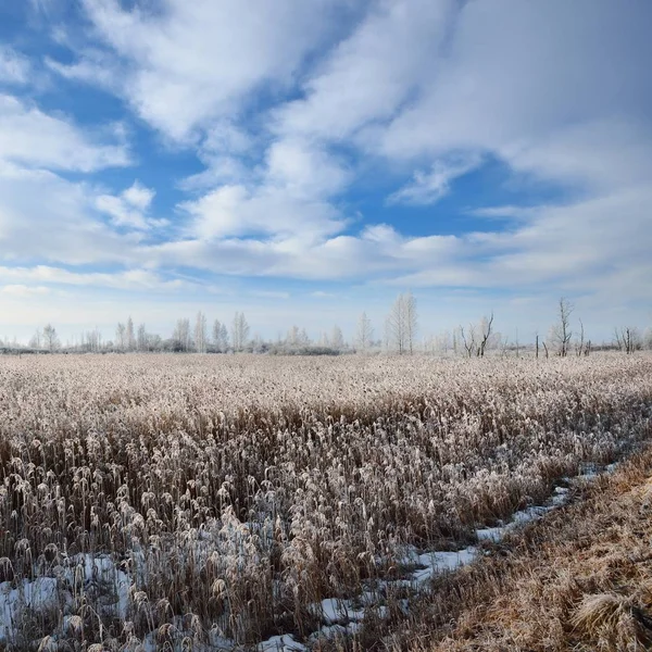 Zmrazené Zasněženou Louku Ruské Venkově — Stock fotografie