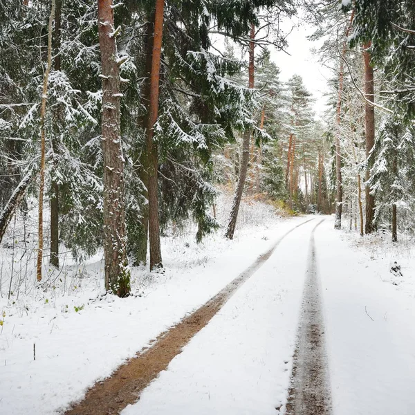 Prima Neve Una Piccola Strada Forestale Novembre Estonia Paesi Baltici — Foto Stock