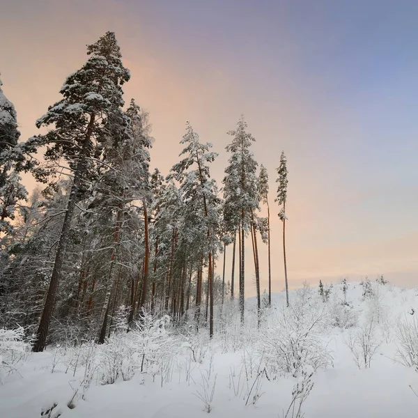 Scenic View Snow Capped Trees Winter Time — Stock Photo, Image