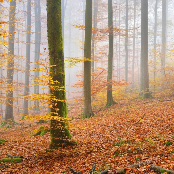 Misterioso Nevoeiro Manhã Uma Bela Floresta Faia Árvores Outono Com — Fotografia de Stock