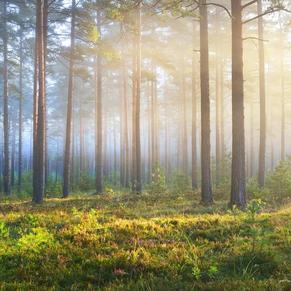 拉脱维亚落叶林中的大雾日出 — 图库照片