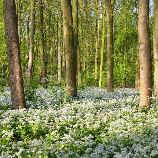 Floresta Primavera Com Flores Brancas Florescendo Alho Selvagem Allium Ursinum — Fotografia de Stock