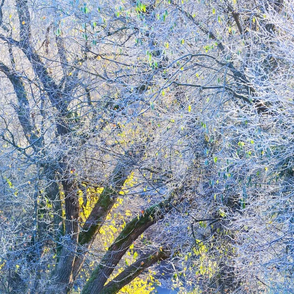 Rami Albero Ricoperti Gelo Nella Foresta Invernale — Foto Stock