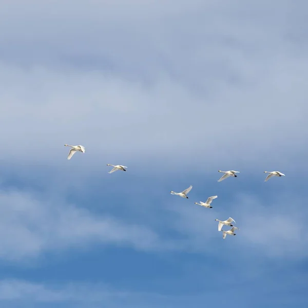 成群的白天鹅在蓝天下飞翔 — 图库照片