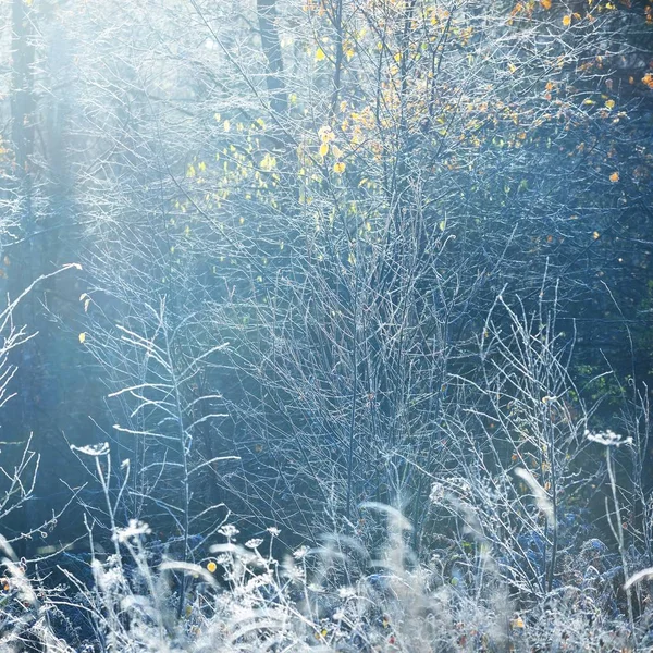 Живописный Вид Замерзшие Деревья Траву Зимнее Время — стоковое фото