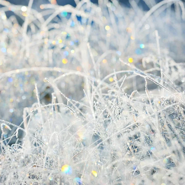 Close View Frosted Grass Sunlight — Stock Photo, Image