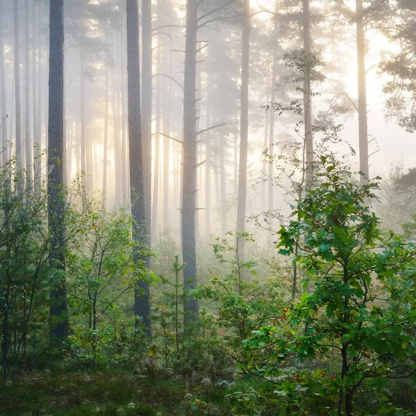 Nascer Sol Nebuloso Floresta Decídua Letónia — Fotografia de Stock