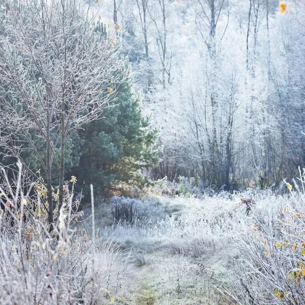 Vedere Pitorească Copacilor Tufișurilor Înghețate Pădure — Fotografie, imagine de stoc