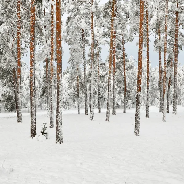 Pins Dans Forêt Enneigée — Photo