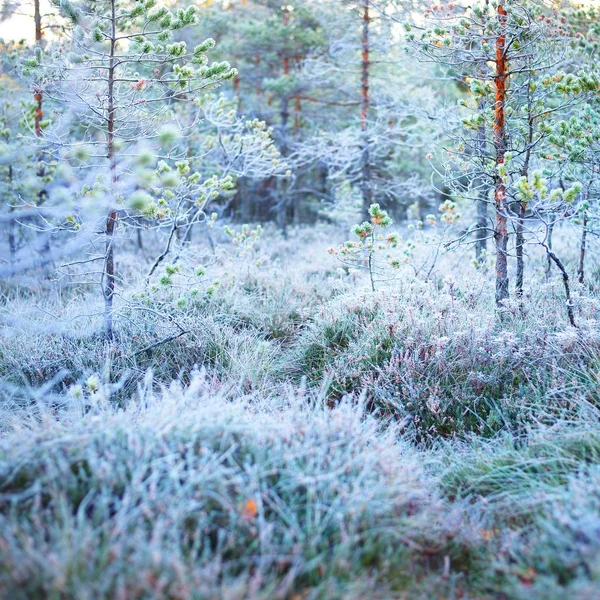 Floresta Pântano Coberta Rima Cristal Conto Fadas — Fotografia de Stock