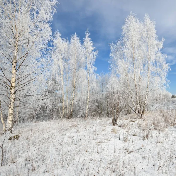 白樺の木の森は雪と霜で覆われています ロシアの田舎の冬景色 — ストック写真