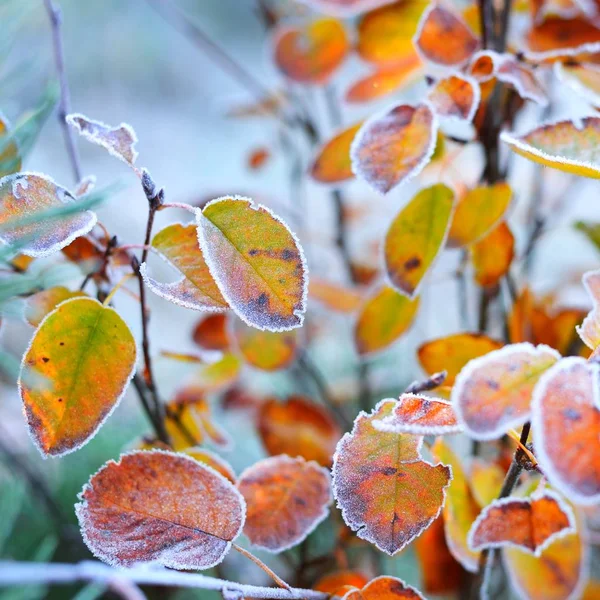 Bitkiler Rime Onlara Ile Kışın Donmuş — Stok fotoğraf