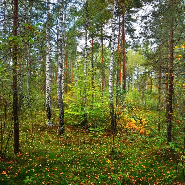 Νωρίς Φθινόπωρο Δάσος Φυλλοβόλων Στη Λετονία — Φωτογραφία Αρχείου