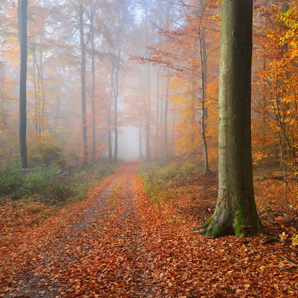 Mysterious Morning Fog Beautiful Beech Tree Forest Forest Road Autumn — Stock Photo, Image